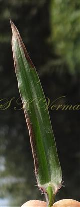  Leaf with hairs